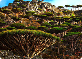 Co2nnector-Pro-Socotra